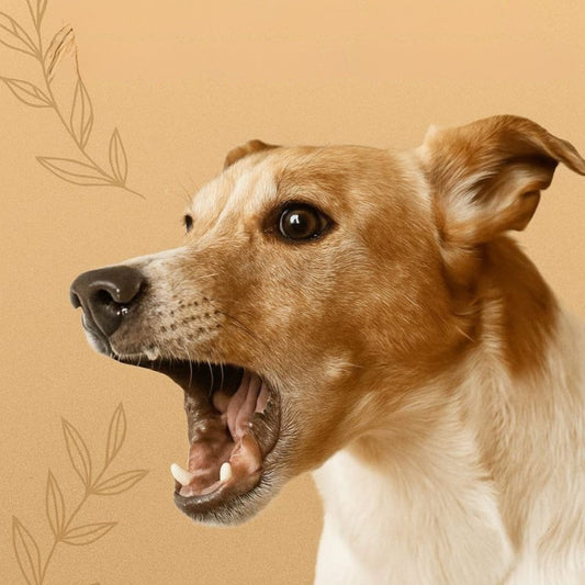 Frustración en perros: cómo identificarla y ayudarles a gestionarla con calma🐾