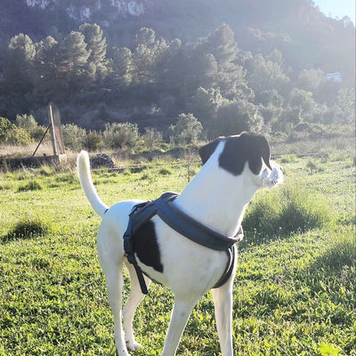 Perro con Arnés Ergonómico Keyla Pets en entorno natural